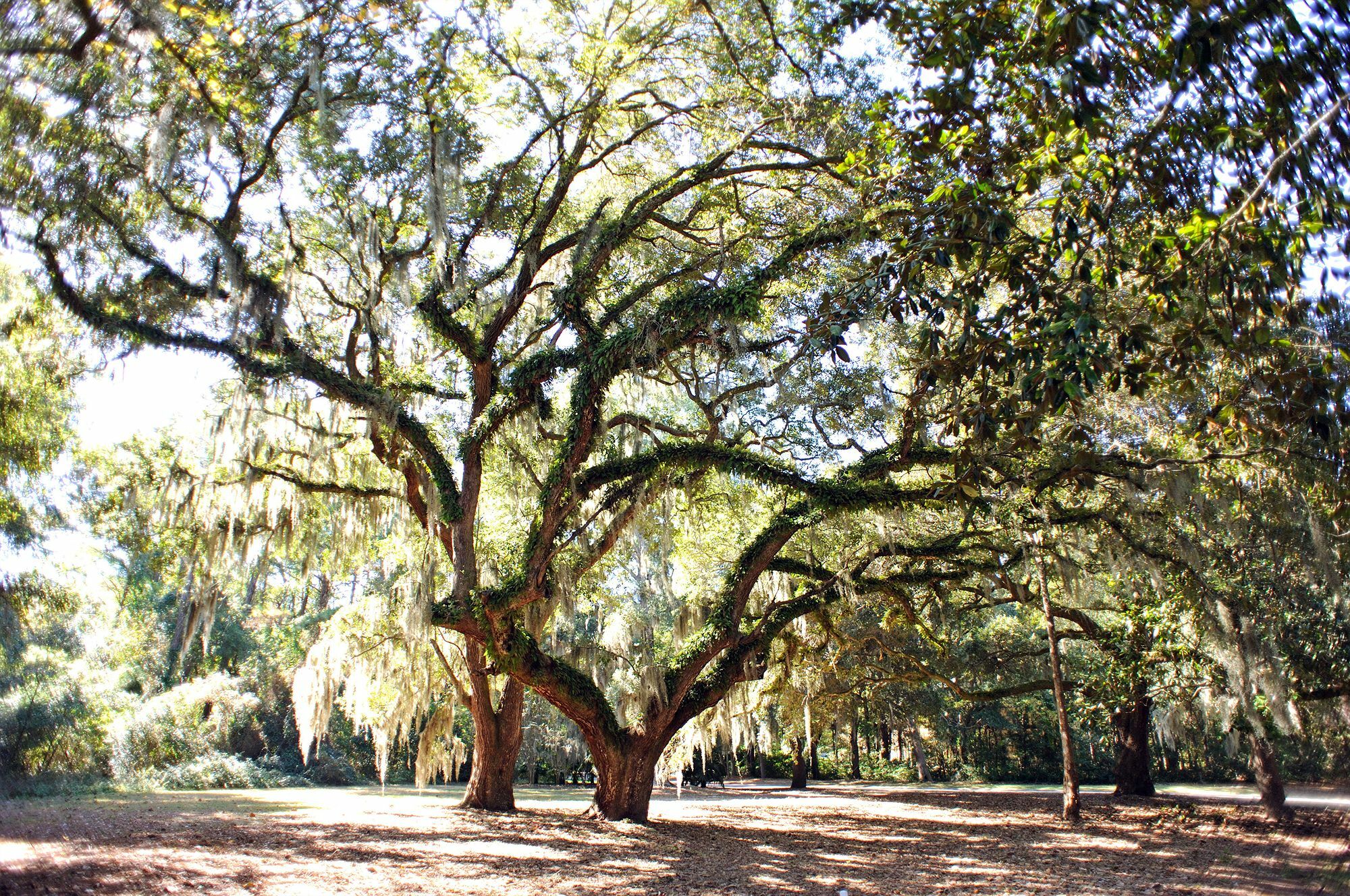 Hotel Pawleys Plantation Golf & Country Club Pawleys Island Exteriér fotografie